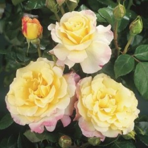 PERFECT HARMONY (hybrid tea)